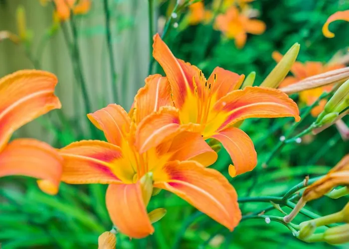 Maria Vendeghaz ゲストハウス *