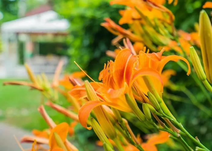 Maria Vendeghaz シオーフォク